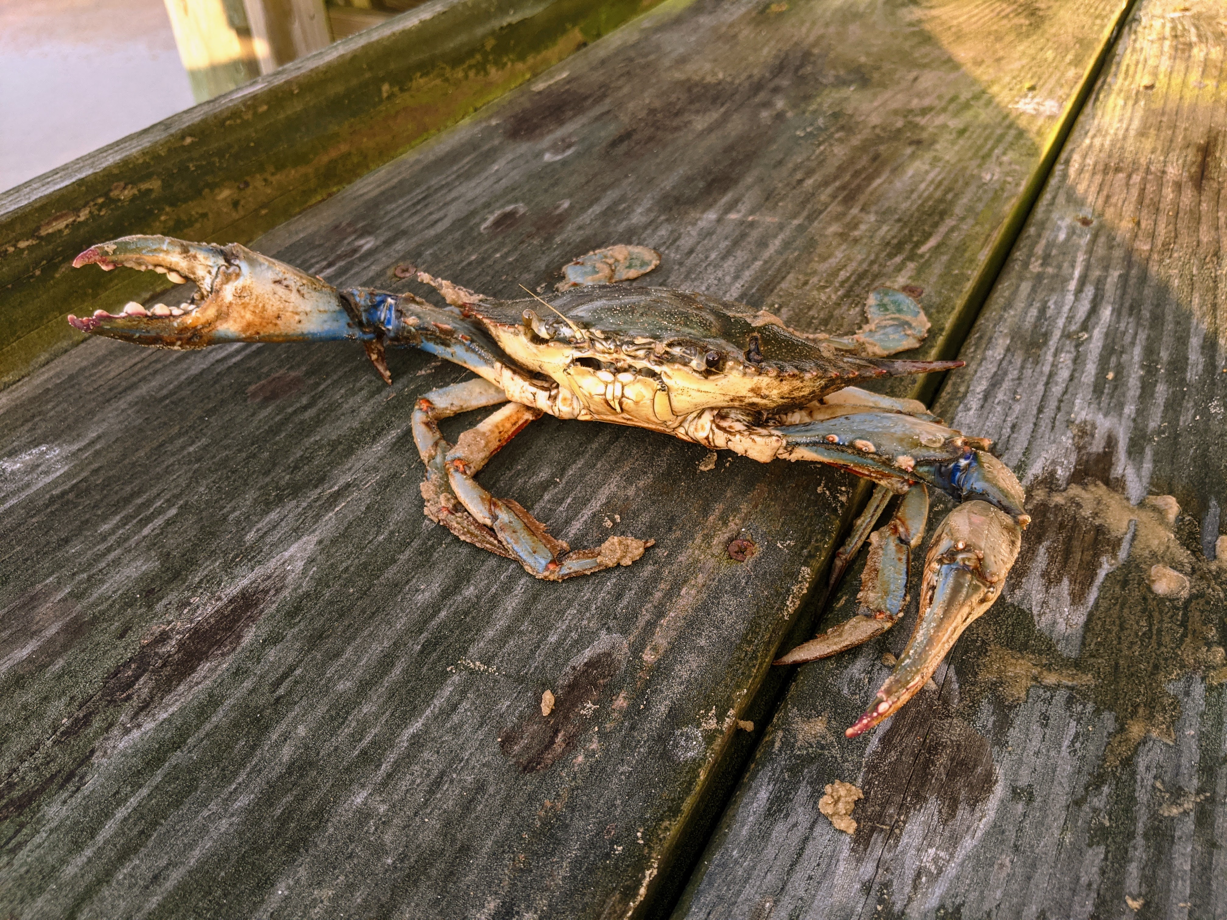 Lot of bluecrabs are caught in the Gulf waters in Waveland